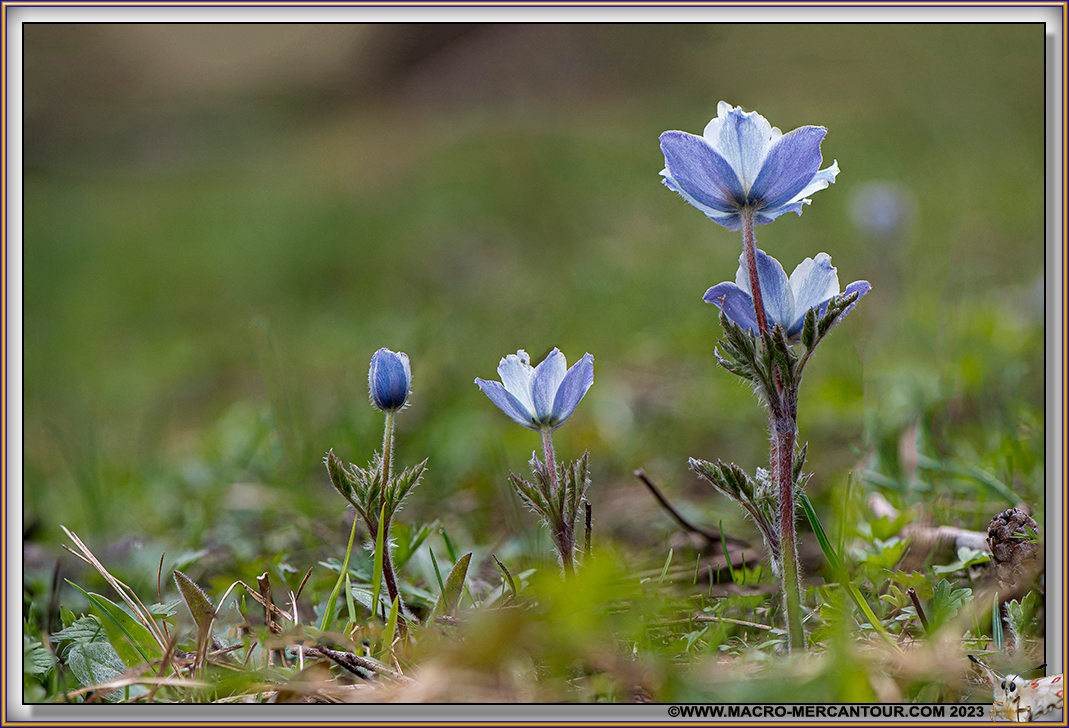 ANEMONES